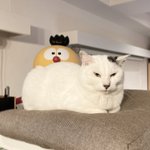 露骨な態度!？座り心地が好きな時と嫌いな時の反応が分かりやすい猫w