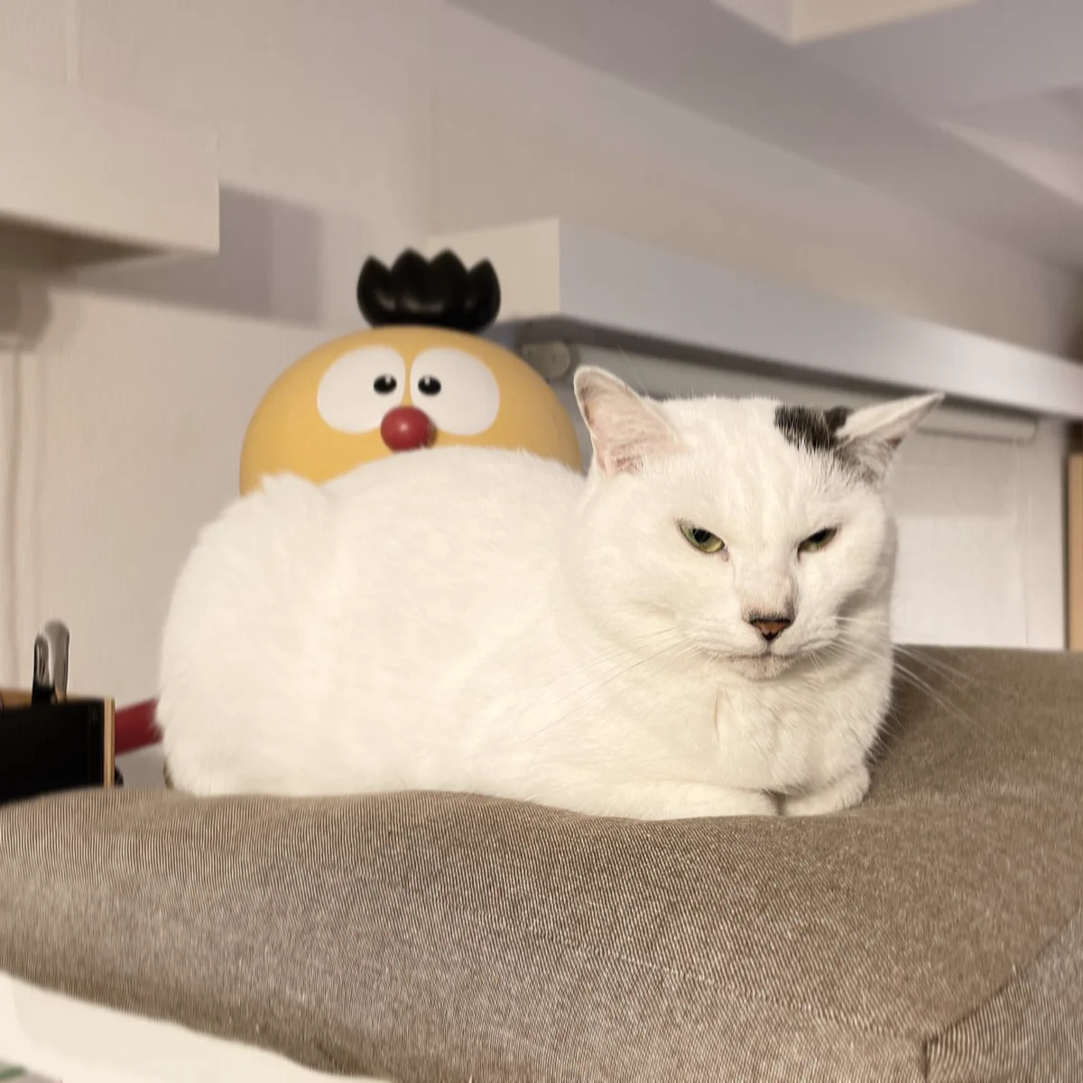 露骨な態度！？座り心地が好きな時と嫌いな時の反応が分かりやすい猫ｗｗ