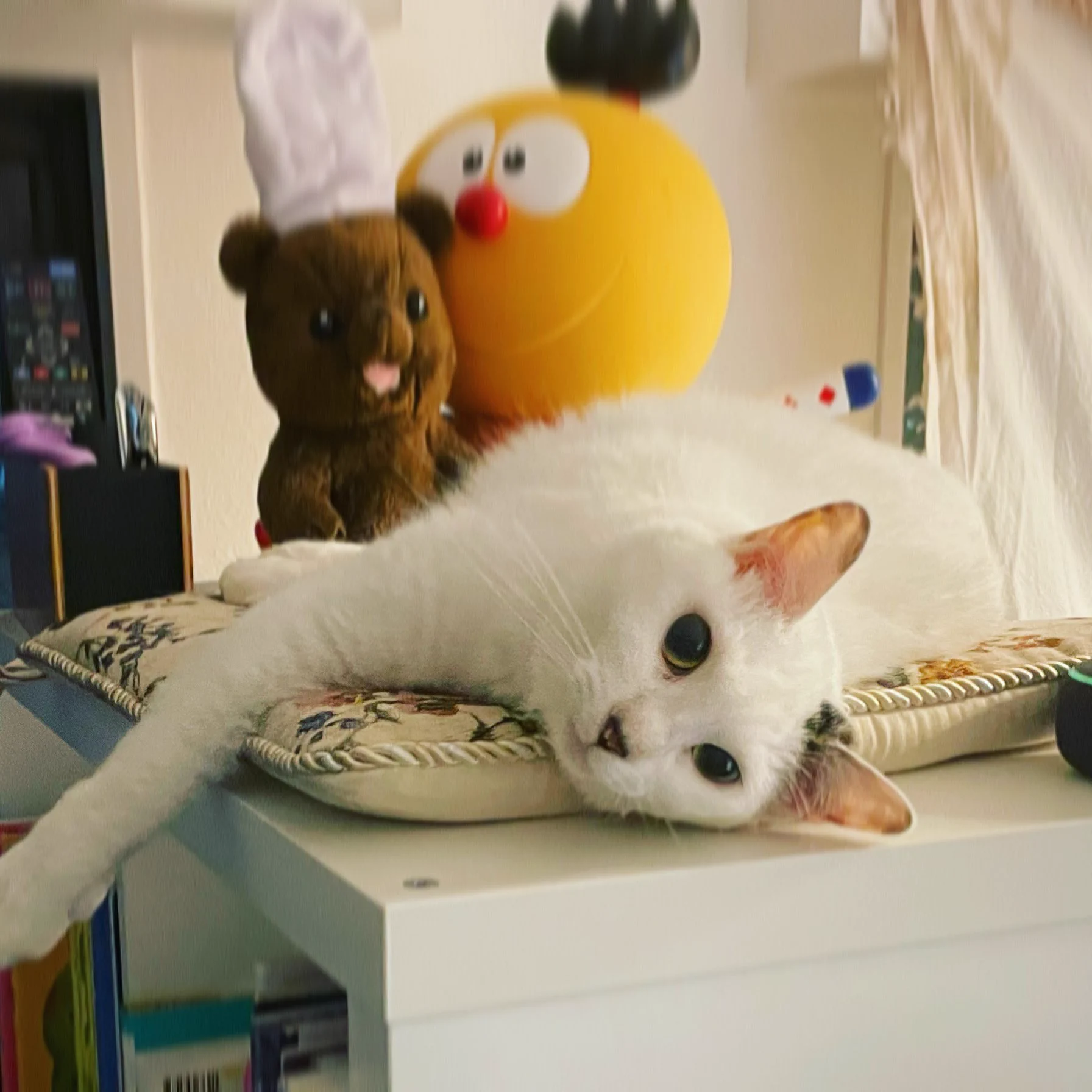 露骨な態度！？座り心地が好きな時と嫌いな時の反応が分かりやすい猫ｗｗ