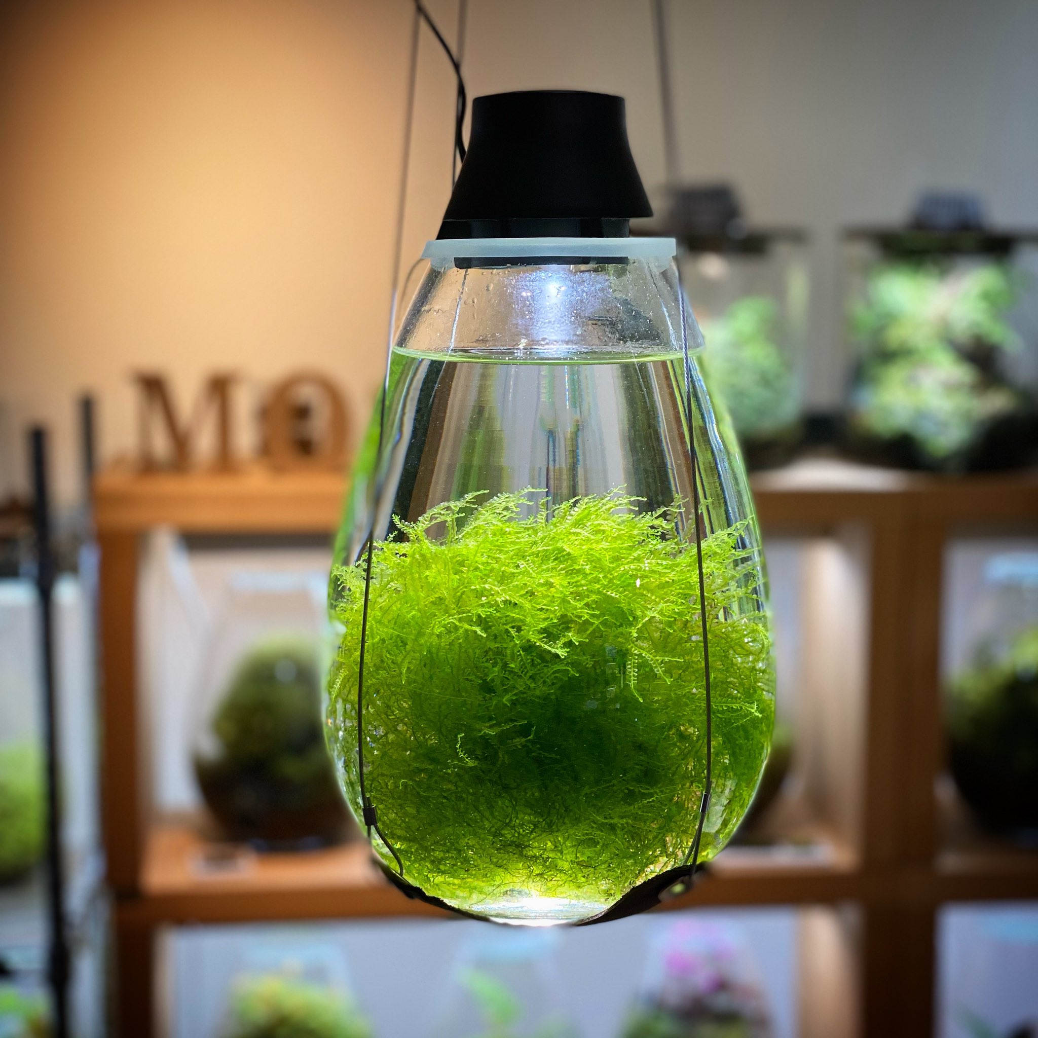 Mosslight Led Led照明付テラリウム Mosslight1955 Twitter