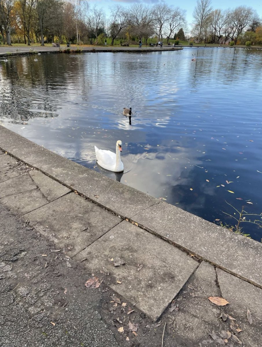 🏃🏻‍♀️Good morning ~
🦢Beautiful little swan