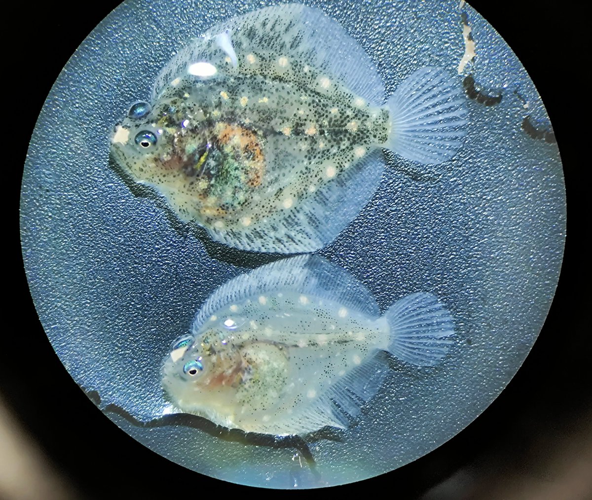 mispeces's tweet photo. .@PescanovaCorp #BiomarineCenter desarrolla un nuevo sistema de crianza eco-biológico para #pulpo y #rodaballo con resultados muy interesantes. Tb desarrolla proyecto @CDTIoficial #Cecaelia de pulpo
Aquí te lo contamos: https://t.co/4u32bF5a1N https://t.co/i0yDtf1cHQ