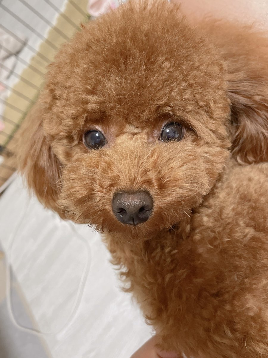 Tete200824's tweet photo. トリミングでモフモフサラサラ〜💇‍♀️ https://t.co/Wd08K6QhNt