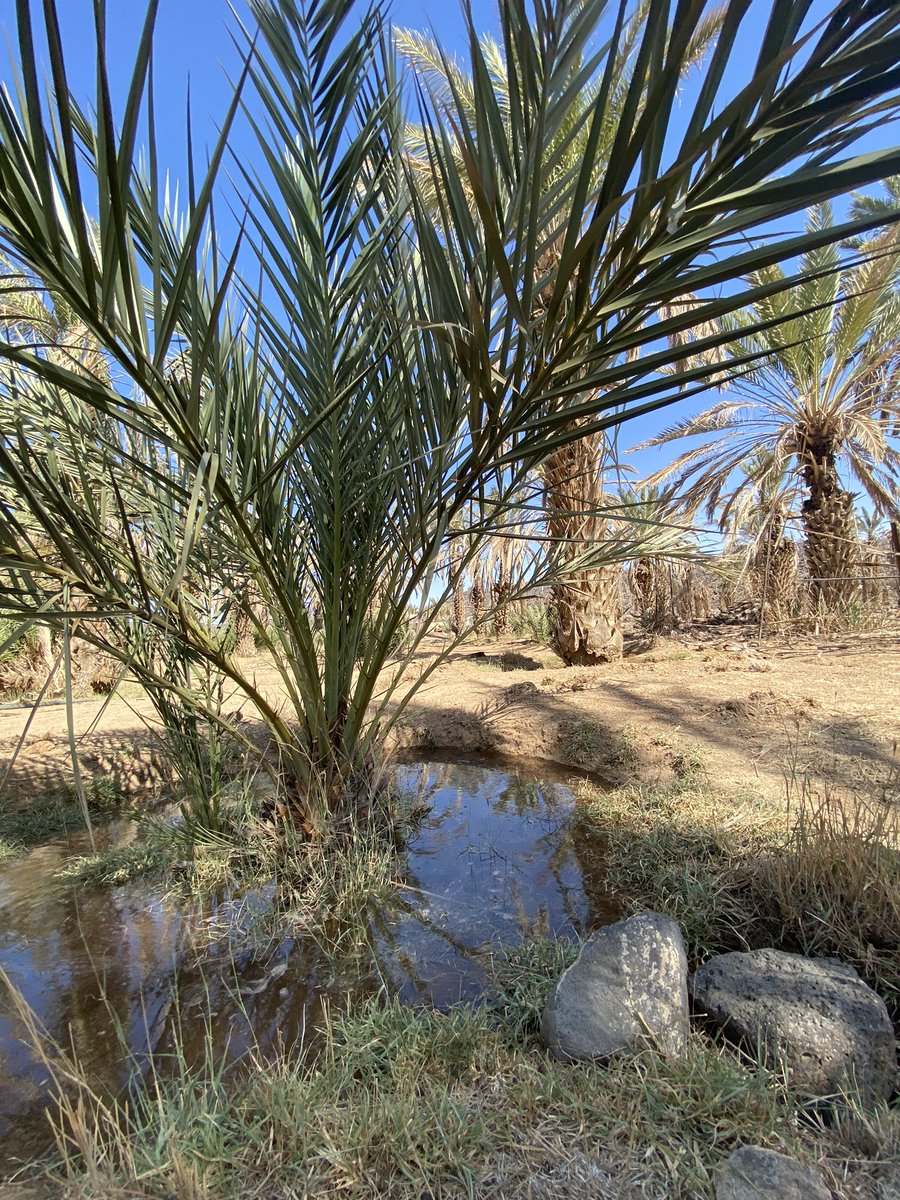 أبي لا جوها النشاما مسايير
والغرس فيها مدبحات عذوقه
نجمع لهم من زينها والمباكير
ونعطي المسيّر واجبٍ من حقوقه