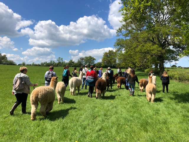 Alpacas_farm's tweet photo. Can Dame Kelly's alpacas run faster than her? What do you think? https://t.co/3289PhnlhK #alpaca #alpacawalking #alpacagram #blogger #henleyinarden #middleenglandfarm #alpacasofinstagram #kellyholmes https://t.co/RiSPpxfaWg
