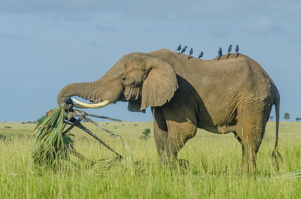 Elefanten gehören zu den intelligentesten Tieren der Erde. Sie haben ein ernormes Langzeitgedächtnis und besitzen die Fähigkeit zur Empathie. 
 exploreuganda.de/hohepunkte/big… 
📷Uganda Tourism Board
#ugandaentdecken