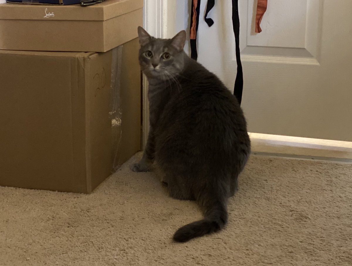 forsyth_shannon's tweet photo. A very zoomed-in Rowan snapshot cause during the first few days of her venturing out of her literal comfort zone (her own room), if you got too close...she would bolt back to "safety" <3 she's slowly coming out of her shell https://t.co/uQf2gyWhyy