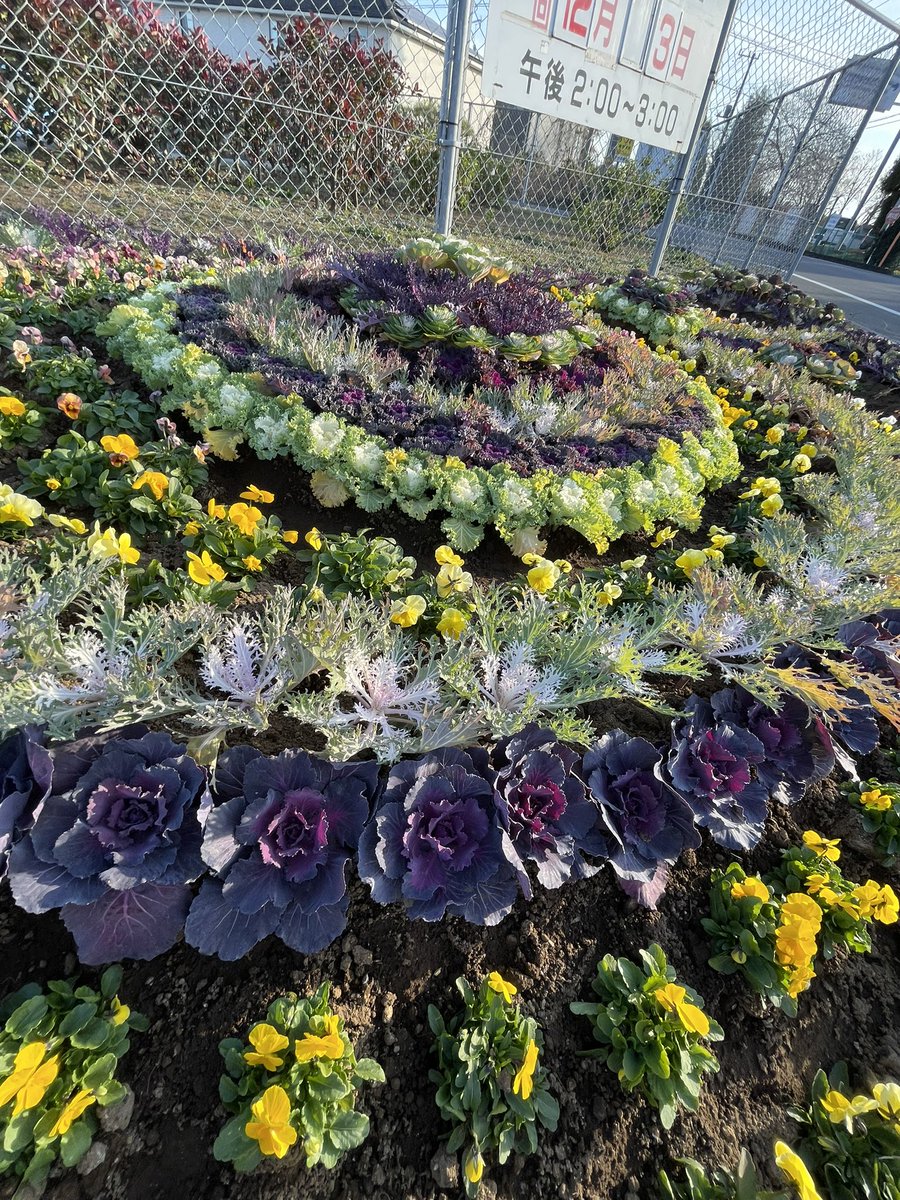 asoshi2022's tweet photo. 大学校の正門では花き専攻による寄せ植えがしてあります！今週土曜日のお花の直売を開催しますのでお越しください！
寄せ植えの相談や色合いなどお困り事、また大学校に進学したいなど相談ございましたら対応しますので何なりと生徒などにお声がけ下さい！
#熊谷市 #農業大学校 #お花 #直売所 https://t.co/m4QPZjzzRw