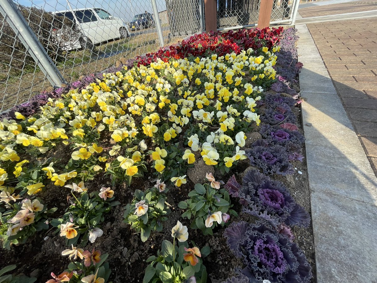 asoshi2022's tweet photo. 大学校の正門では花き専攻による寄せ植えがしてあります！今週土曜日のお花の直売を開催しますのでお越しください！
寄せ植えの相談や色合いなどお困り事、また大学校に進学したいなど相談ございましたら対応しますので何なりと生徒などにお声がけ下さい！
#熊谷市 #農業大学校 #お花 #直売所 https://t.co/m4QPZjzzRw