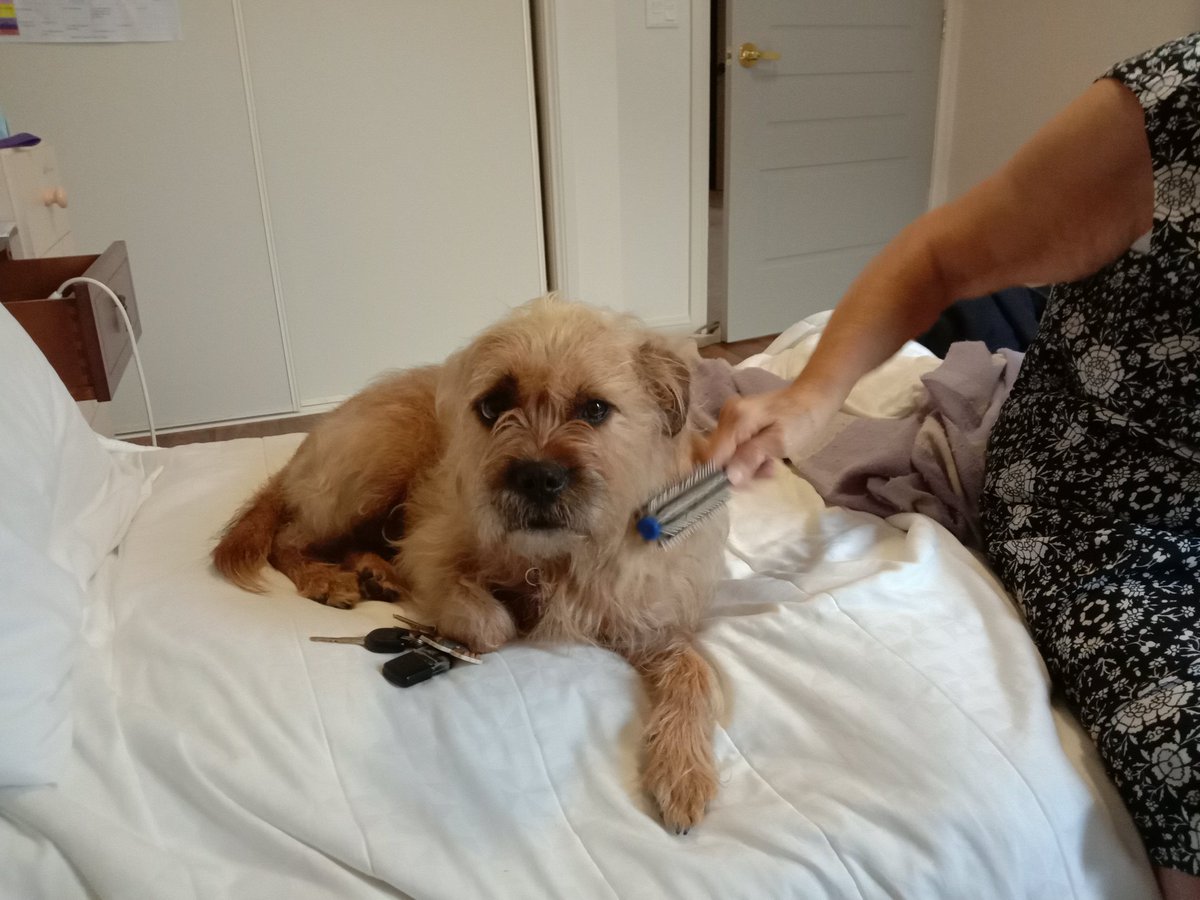Poppy_MindDogAU's tweet photo. Got a brush when we saw Grammy this arvo ππΌ
Made myself quite at home π
There's a sneaky #tot #TongueOutTuesday in 1 π
#NotArfSpoilt #BTPosse https://t.co/dc6DvLlIPD