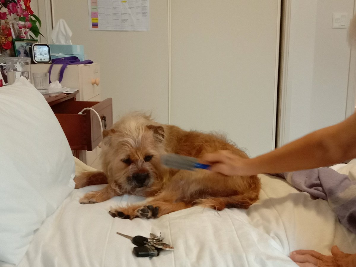 Poppy_MindDogAU's tweet photo. Got a brush when we saw Grammy this arvo ππΌ
Made myself quite at home π
There's a sneaky #tot #TongueOutTuesday in 1 π
#NotArfSpoilt #BTPosse https://t.co/dc6DvLlIPD