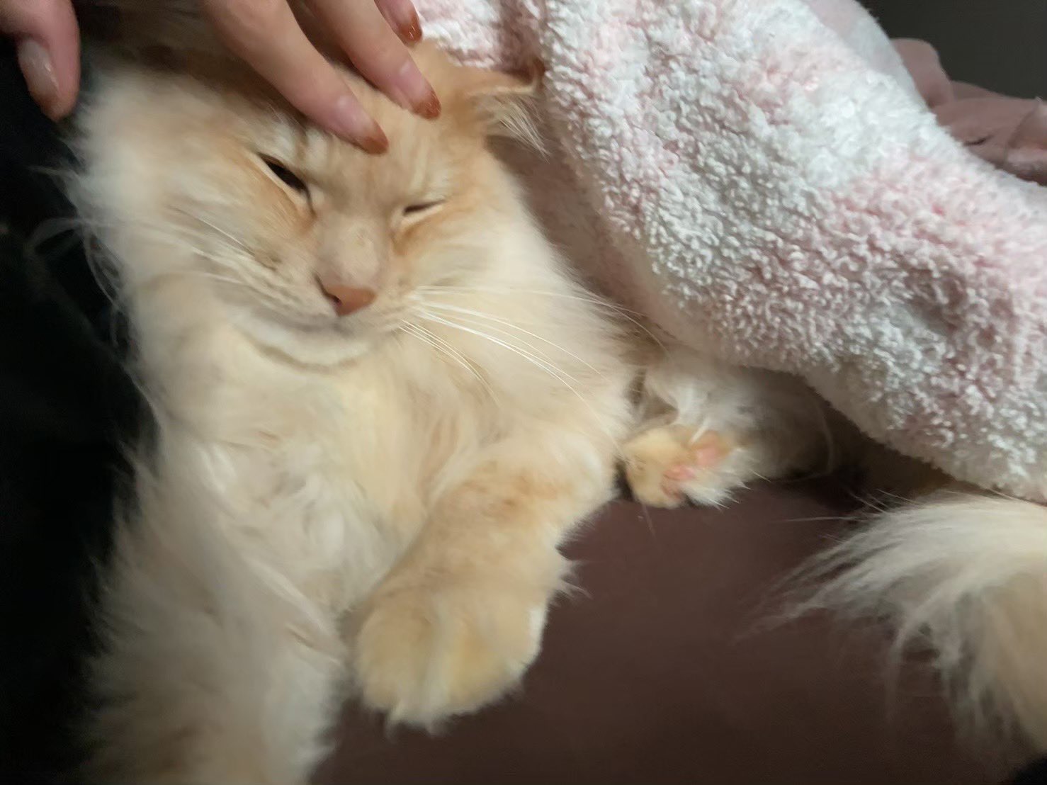 高梨ゆづ なでなで気持ちいいな Kashwere 寒い 秋 猫 ねこ ネコ Cat Cats Pets 猫のいる暮らし 猫のいる生活 猫のいる幸せ 猫好きさんと繋がりたい Catsoftwitter T Co Iuxfevawx7 Twitter