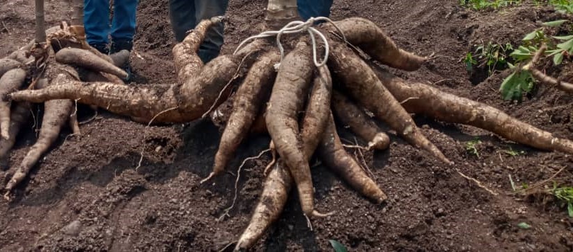 INGABOSYNDICAT1's tweet image. 🚨A must watch🚨: Documentary film on Cassava crop development in Rwanda. Kindly have a watch via this link: 
youtu.be/rtmht0_YCLI
@Agriterra