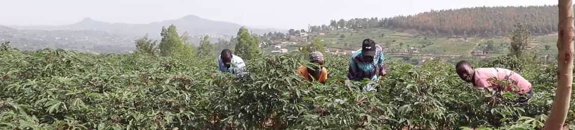 INGABOSYNDICAT1's tweet image. 🚨A must watch🚨: Documentary film on Cassava crop development in Rwanda. Kindly have a watch via this link: 
youtu.be/rtmht0_YCLI
@Agriterra