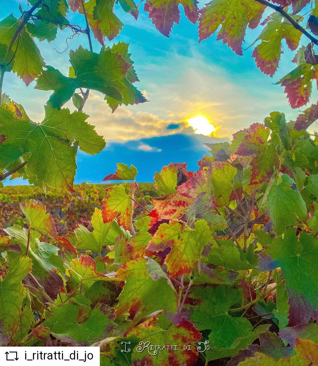 CaveAleria's tweet photo. On reconnaîtrait la forme des feuilles de vigne entre mille 🍂🍇
One would recognise the shape of the vine leaves between thousands.
#reservedupresident #vinsdecorse #aleriacorse #borntobewine#winelover #corsicanwine #nustrale #vinunustrale #vignes #vignoble #vineyard https://t.co/WEH0LyYimj
