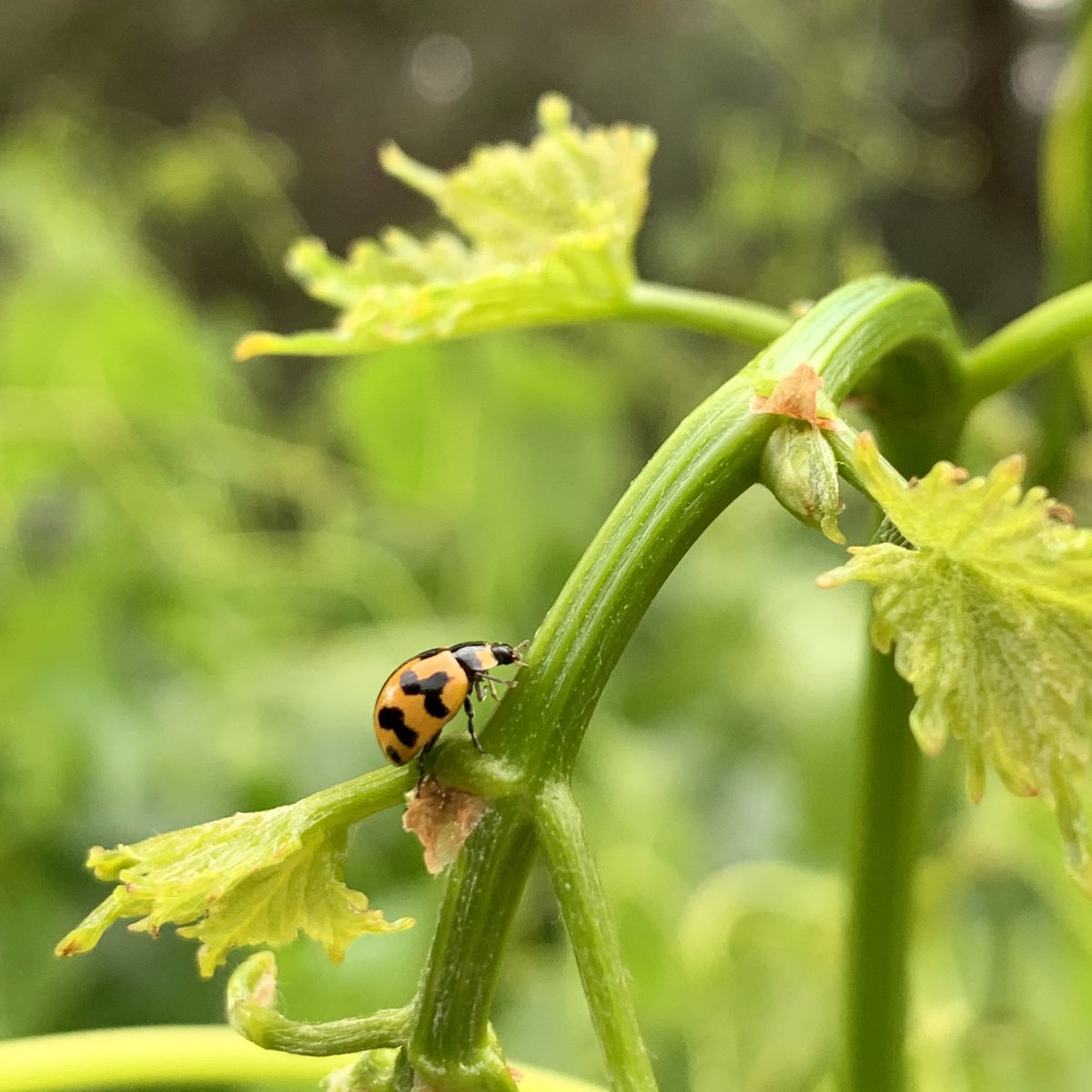 thepawnwineco's tweet photo. Bit wet up here last week, not great for flowering - good to see the sun out all this week. The buds are just starting to flower so once the little bunches start growing its game on! 👊
#vintage2022 #thepawnwineco #acoolmove #langhornecreekwine #adelaidehillswine https://t.co/OSpbpWCGJG