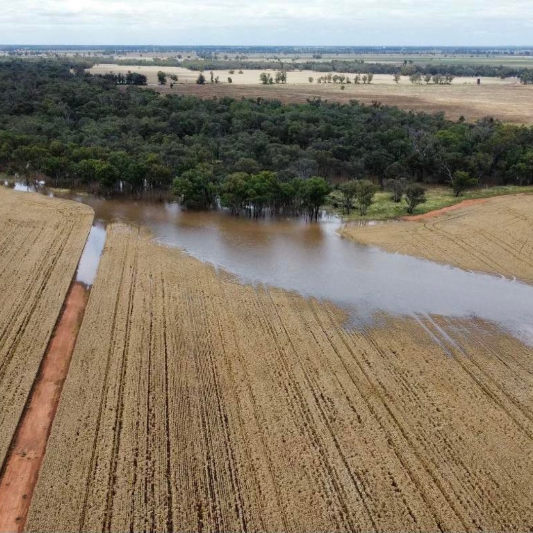 droughtangels's tweet photo. "When times get tough, we don't give up. We get up."
Farmers, we know you are being dealt another blow right now. Please know, we are here and we have your back.
You can register with Drought Angels at https://t.co/lPfy5iP5oe
#farming #flood #naturaldisaster #droughtangels https://t.co/48sXhUr6Tn