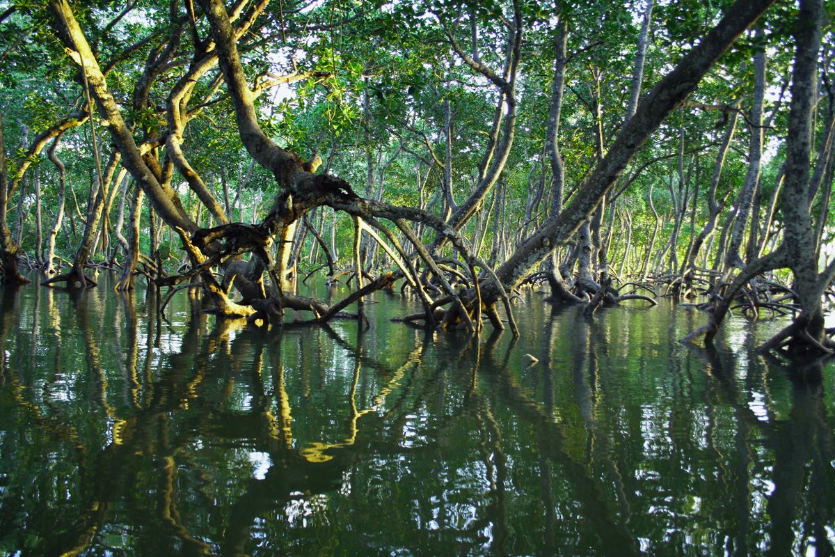 UNEP's tweet photo. The Nairobi Convention's #COP10 concluded last week with promising actions on protecting critical habitats like mangroves &amp; combating #ClimateChange in the Western Indian Ocean. 

More on #COP10 outcomes ⤵️https://t.co/WMOreitsL1 https://t.co/RrIQPjf0J4