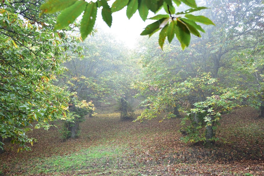 “Il tuo silenzio, ignorato dal mondo,
mi parla del trambusto che ti inquieta.
Io sono qui,sereno,
libero da ogni schema
e pronto a varcare l’orizzonte”
da Pietre - Giovanni Di Lena

Bosco Laviano Melfi

#ambientebasilicata #icoloridellestagioni #future #people #poetry #heritage