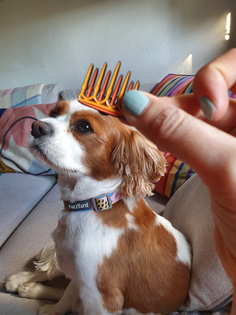 lillytales_'s tweet photo. @BethLouC I tried to photograph it directly, but being such a Queen, Frida wouldn't allow it! #YAReadalong #Gilded @textpubYA https://t.co/eP2zReR3N6