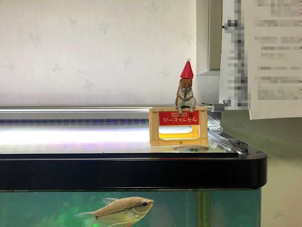 水槽レンタルサービス 水槽のフタに開けた穴から 釣り竿をたらしているネコを飾ったら お客様がサンタ帽子を被せてくれました T Co Prm7mq1phl Twitter