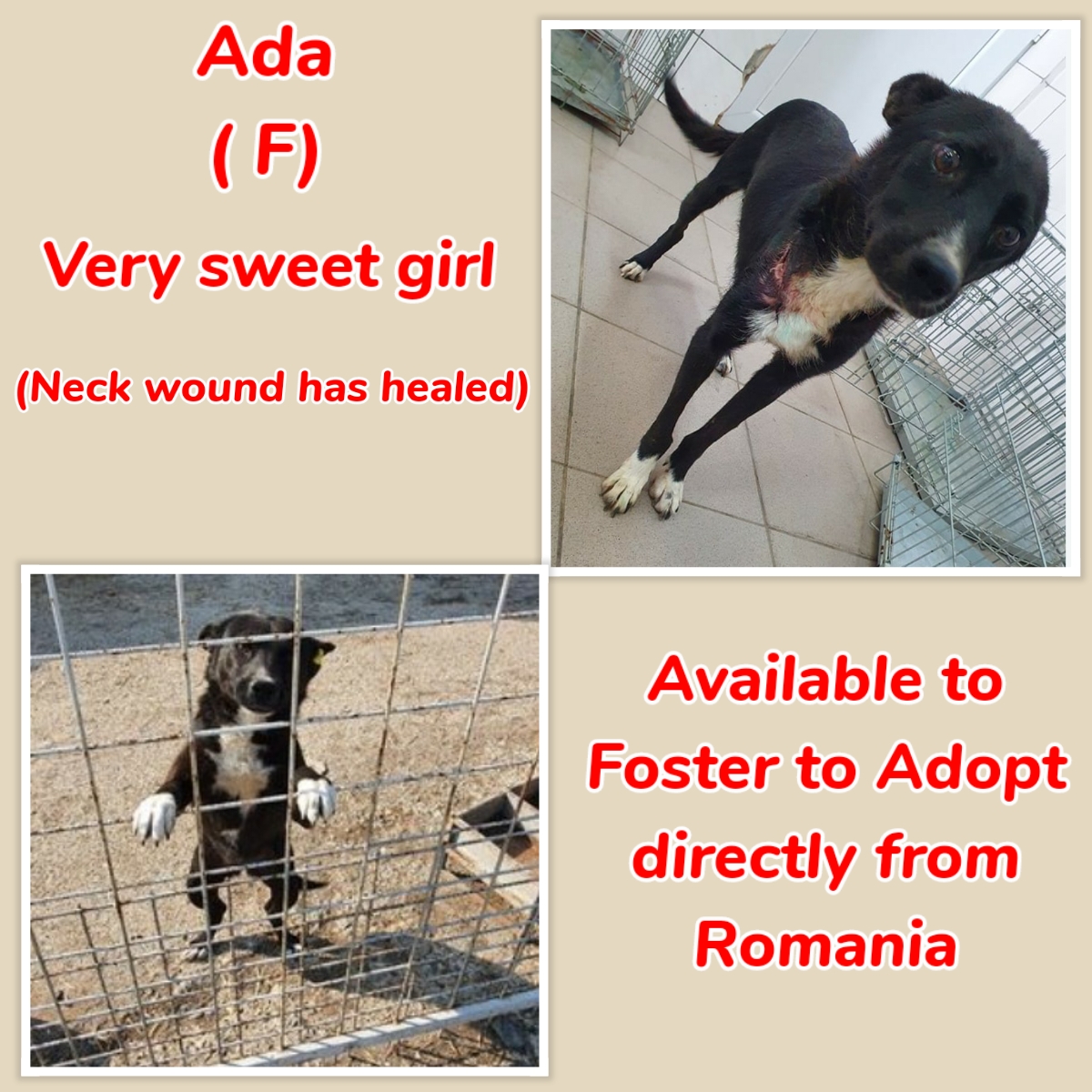 Dogs available to Foster to Adopt (F2A) Ada ( F) Ada is a very sweet, friendly girl. She did have a nasty wound on her neck but this has now healed. Ada can be Fostered to Adopt directly from Romania. For more information, go to bit.ly/IDRF2A #TeamZay #F2A