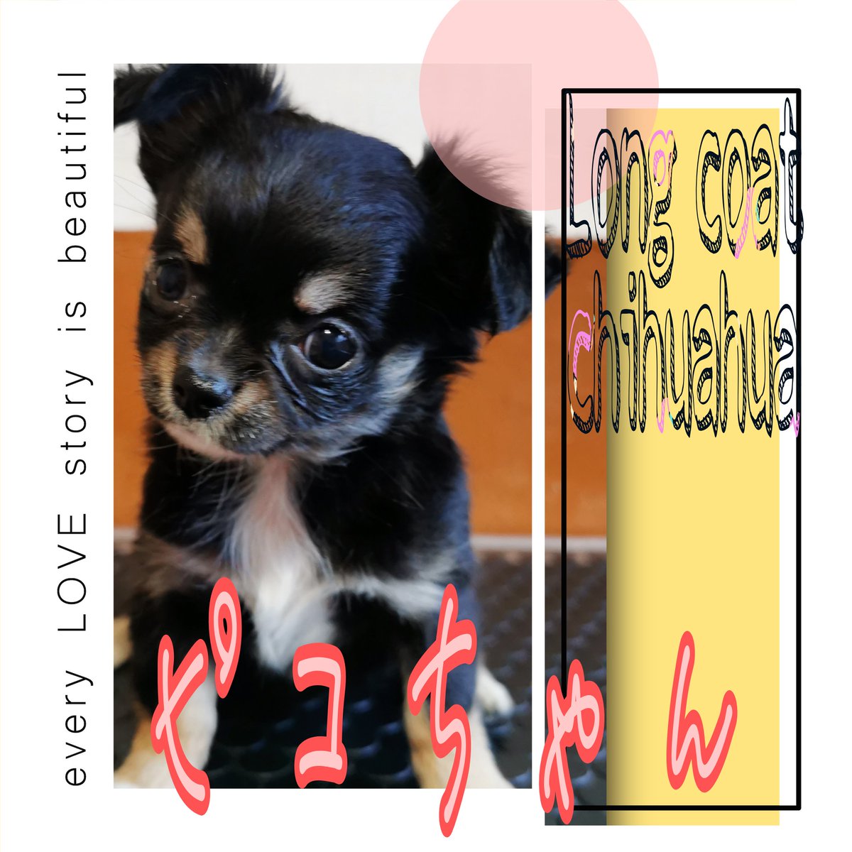 Breeder_Pikkoli's tweet photo. ♡ロングコートチワワのピコちゃん♡
人の前ではとってもいい仔！そして、大人しそうに見えますが…勇敢でジャジャ馬さんです♪まだまだ育ち盛りなので、どんな仔に育つのか楽しみです♡
#仔犬紹介 #仔犬販売 #ロングコートチワワ #チワワ #ブリーダー #ブリーダー直販 https://t.co/88VD6z4xx7