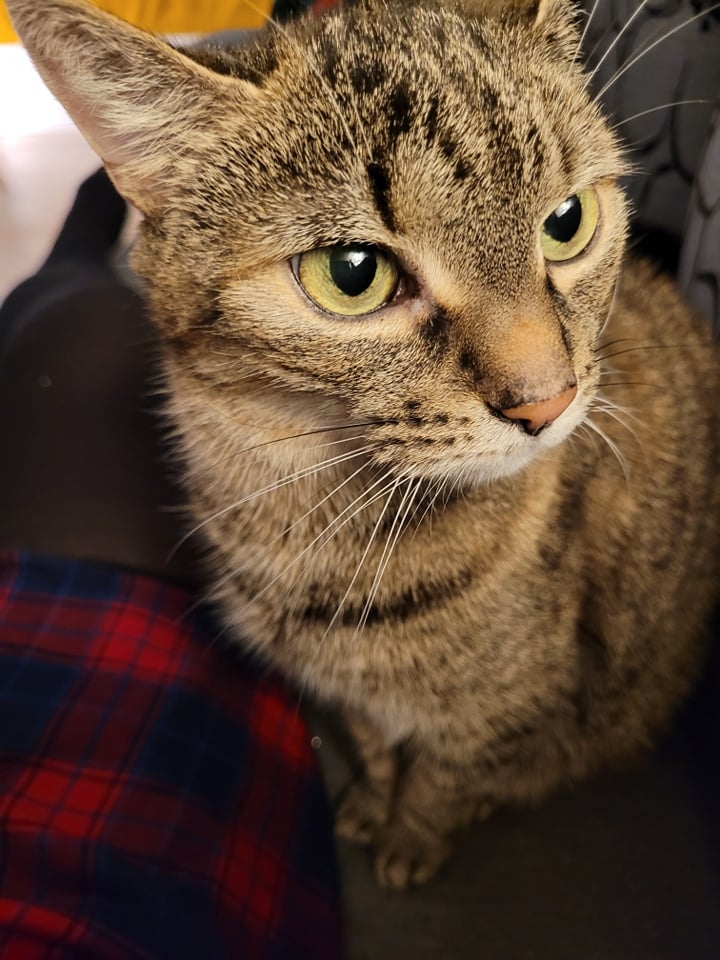 Koci_Blog's tweet image. Księżniczka Ludwisia zapatrzona - jak to ona ;) 😻
#cats #koty #catlovers kociakolyska.pl