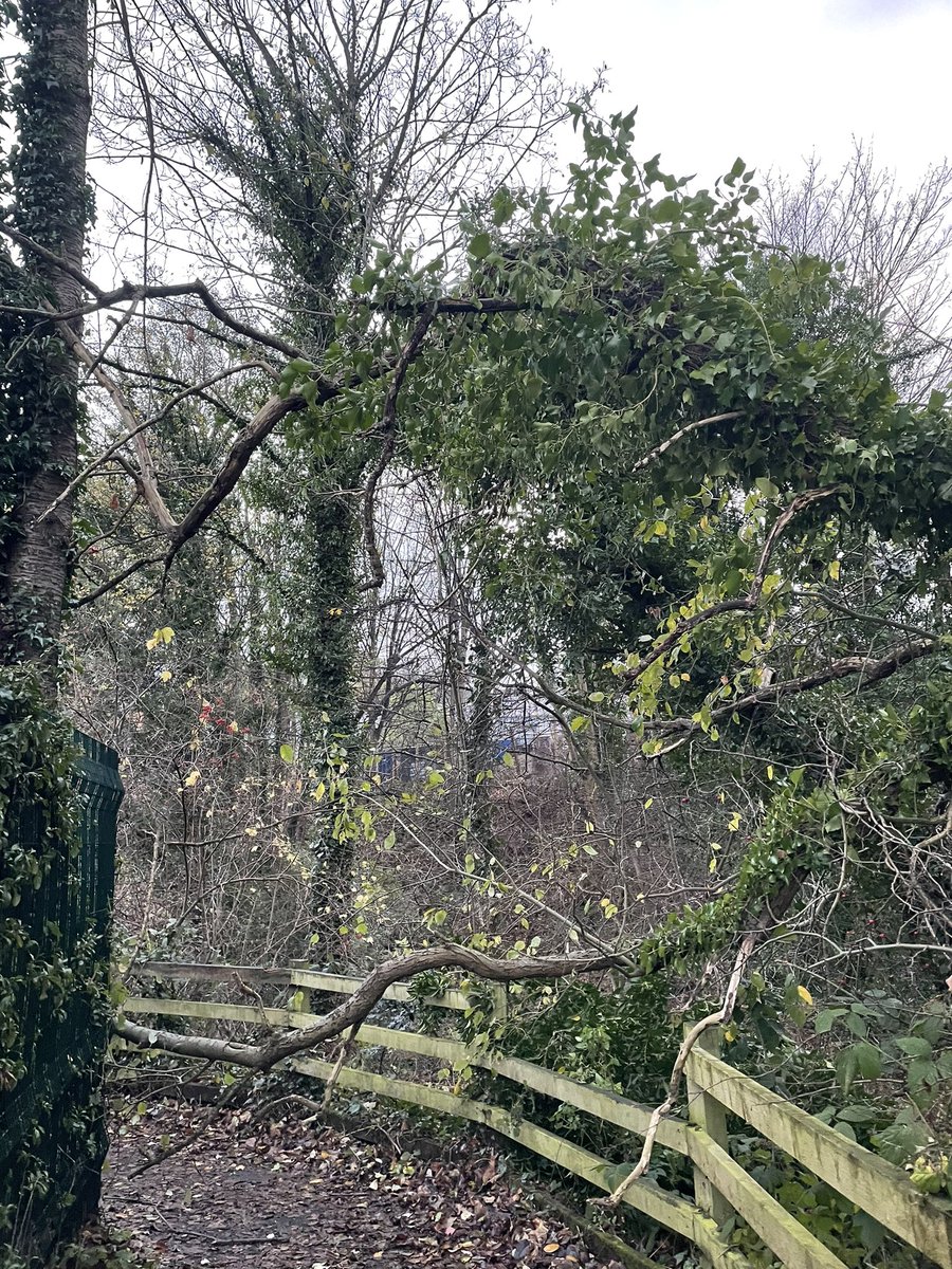 Hey <a href="/SheffCouncil/">Sheffield City Council</a> theres a tree down on the cut through between archer road and woodseats road #StormArwen