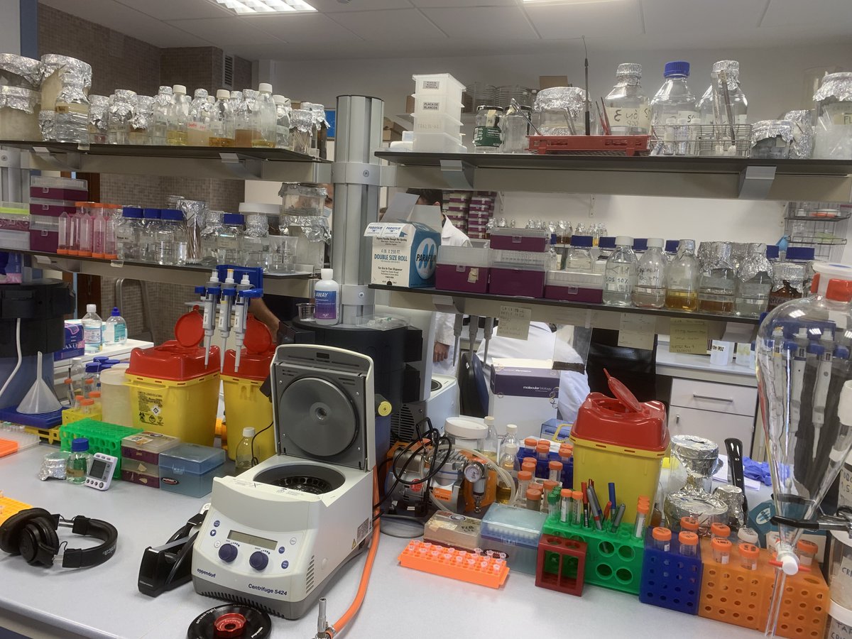 GijonconCiencia's tweet photo. ¿Te interesa ver cómo se hace ingeniería genética en bacterias? Nos lo explican los científicos del Departamento de Biología Funcional de @uniovi_es el 2 de diciembre a las 18:00h. Sesión online. #MeetLab
Inscríbete aquí 👉 https://t.co/FqlqzS9ELk
@Culturagijon @UOdivulga https://t.co/ivSQoM6PBN