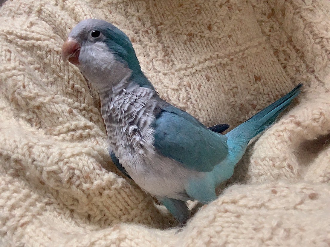 koduta_DDbabies's tweet photo. クビナガハヌルザウルス
と
イツモドオリノハヌル https://t.co/Q6LIFJ11om