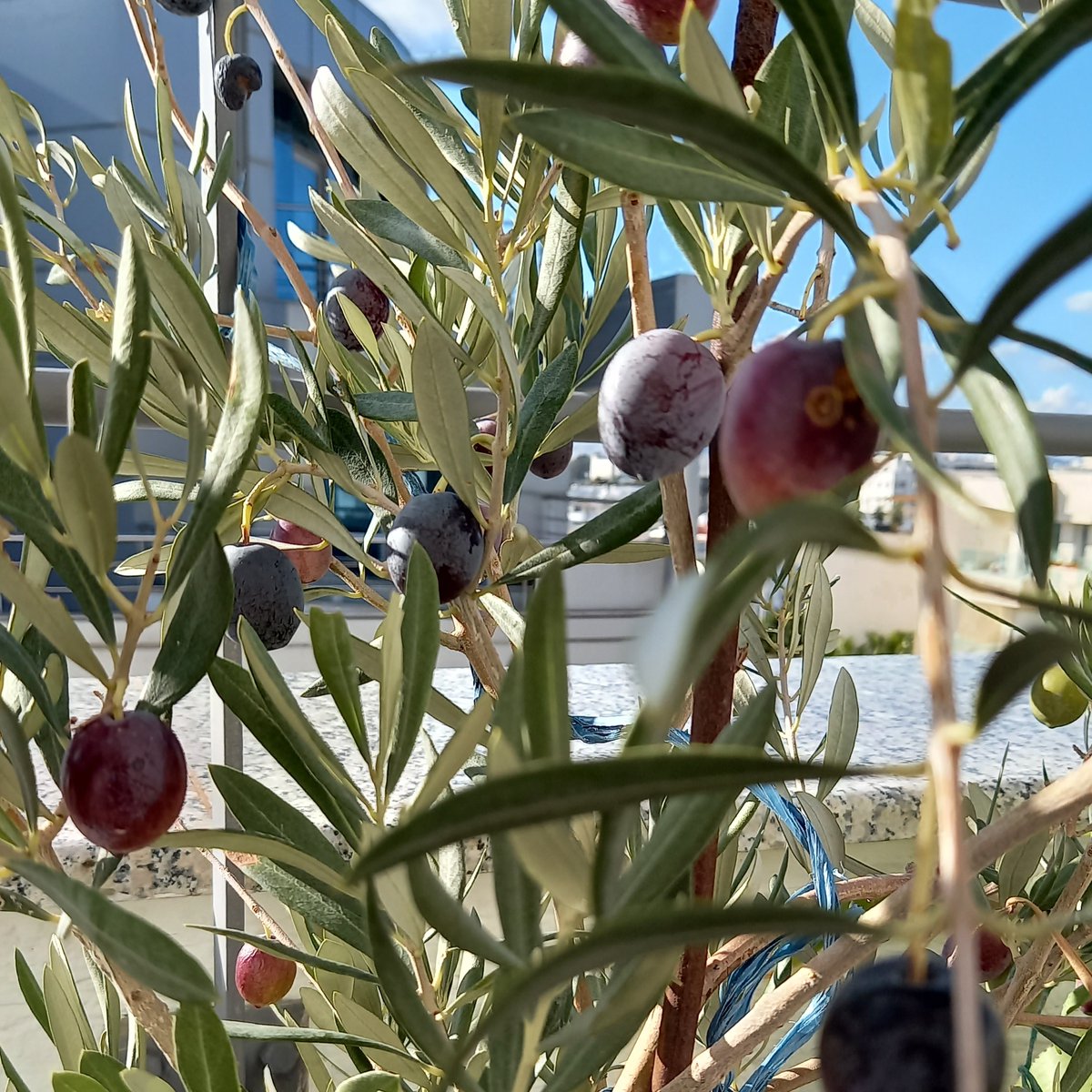 Sihem Lamine (@sihemlamine2) on Twitter photo It is olive-harvest season. The olives on our <a href="/HarvardCMES/">Harvard CMES</a> Tunisia olive tree are ripe! Grateful to Bechir Lamine who gave us this tree as a guift 2 years ago and to Sabrine Charmiti who took care of it during the heat wave of last summer and through the successive Covid breaks! It is olive-harvest season. The olives on our <a href="/HarvardCMES/">Harvard CMES</a> Tunisia olive tree are ripe! Grateful to Bechir Lamine who gave us this tree as a guift 2 years ago and to Sabrine Charmiti who took care of it during the heat wave of last summer and through the successive Covid breaks!