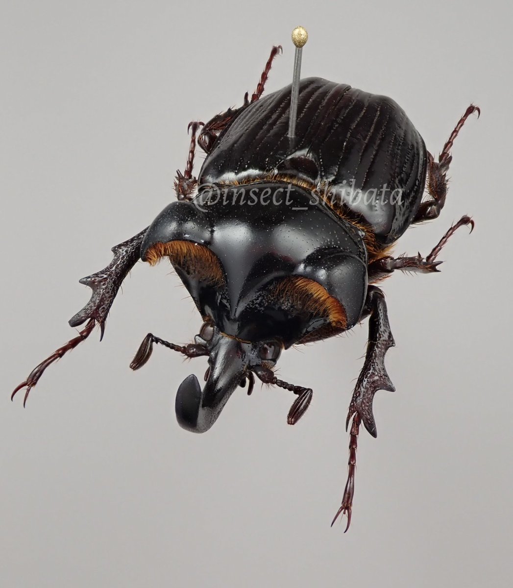 カブトムシ感の強いトラハナムグリ、Pantodinus klugi。メスは検索