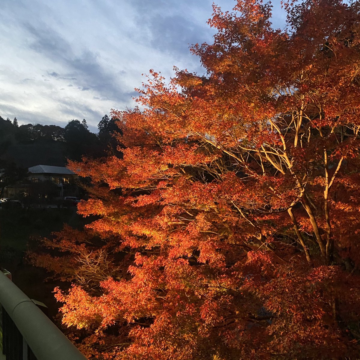ars__99s's tweet photo. 紅葉🍁 https://t.co/MUL8PbVVzB