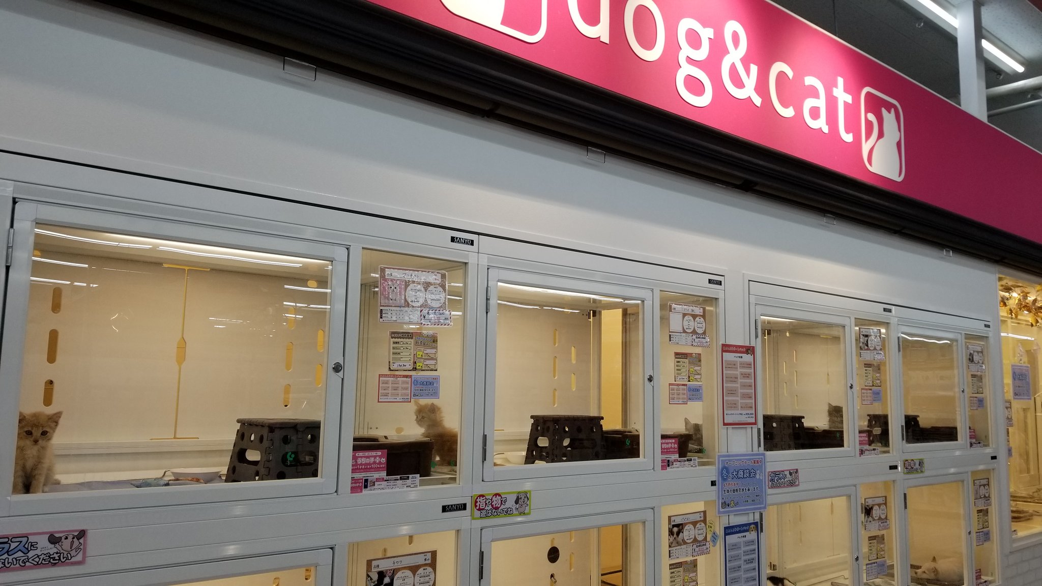 亀岡市周辺の話題調査隊 カメオカネット Kameoka Net Twitter