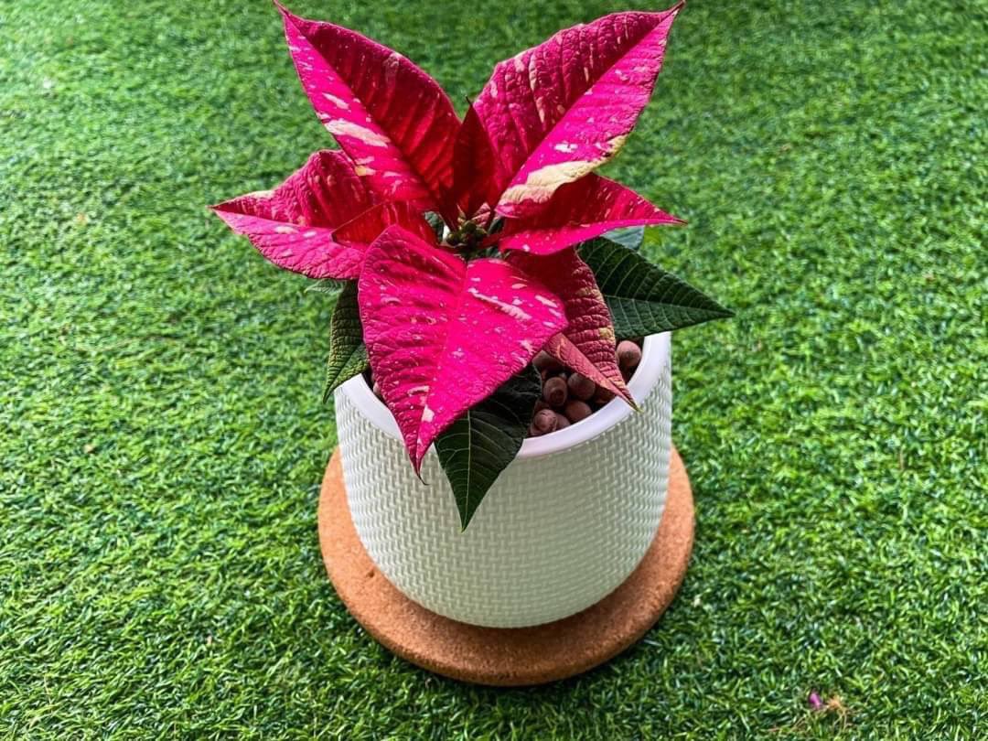 PAphisara's tweet photo. 🎄𝗣𝗼𝗶𝗻𝘀𝗲𝘁𝘁𝗶𝗮 ต้นคริสต์มาสด��าง 

📍ต้นคริสมาสต์ด่าง ราคา 590 บาทรวมกระถาง 5 นิ้ว
ราคาไม่รวมกระถาง 450 บาท 

ค่าจัดส่ง ems📦📦 70 บาท

สอบถามเพิ่มเติม inbox ได้เลยนะคะ

#กระถางมินิมอล #ต้นไม้ฟอกอากาศ https://t.co/vpCwtBvdDW