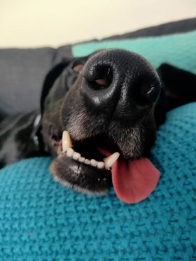 Wonderful to participate in this evening's webinar hosted by <a href="/lucys_project/">Lucy's Project</a> on the healing power of animals for people who have experienced trauma. Talking about dogs providing a "moving sense of home" @kateileaver