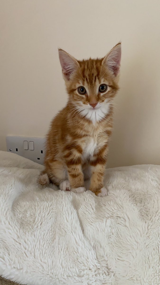 cat_cedric's tweet photo. Mum says I did an excellent job growing into my fluff 😸 #CatsOfTwitter https://t.co/tCorIeZfWt