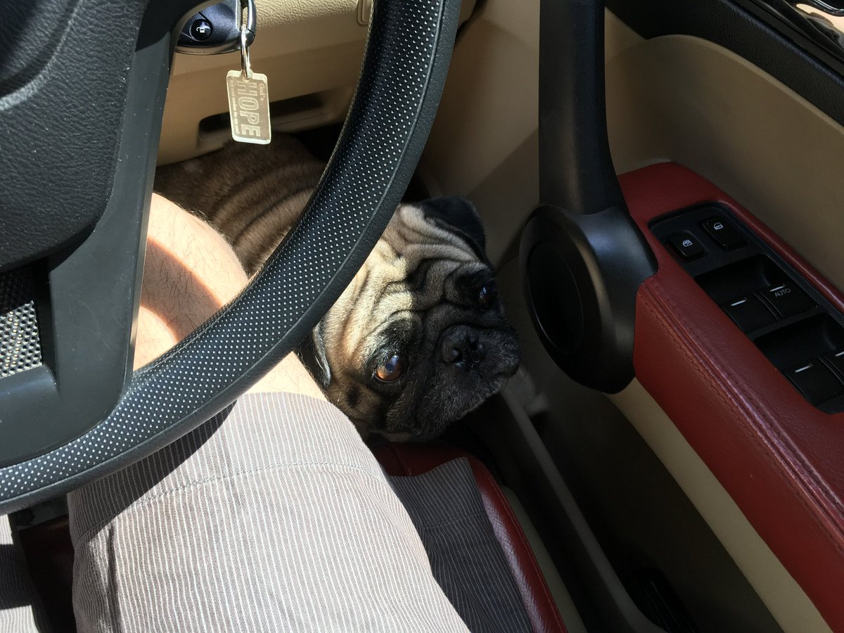 frankthepug tweet media