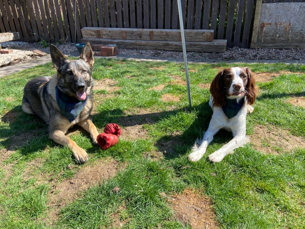 K9Scottish's tweet photo. Happy St.Andrews Day from some tartan dogs and cheeky #TonguesOutTuesday too 😝🏴󠁧󠁢󠁳󠁣󠁴󠁿
#PDBodie #PDBilly #PDHeidie #PDLeo 🐾 https://t.co/hpfBPABuUV