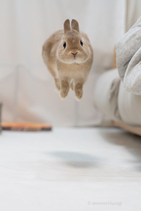 ウサギさんが空中浮遊だと ものすごいジャンプとキョトン顔に 本当にきれいな跳躍 かわいすぎ の声 ねとらぼ