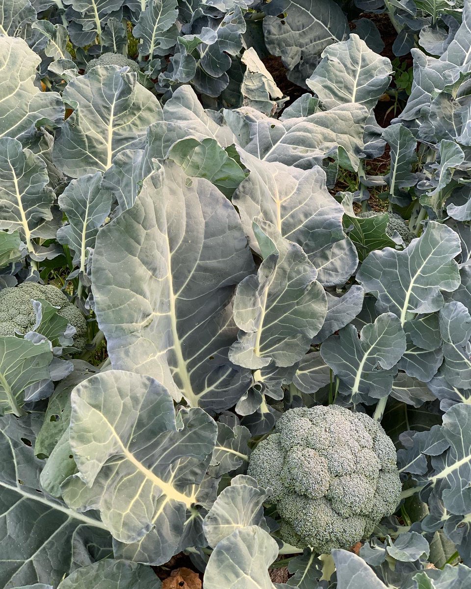 EspaiNaturaSbd's tweet photo. 🥦Quin goig que fa l’#hort de Can Deu. Cols, bròquils, porros i pèsols guarneixen aquest dies el tros. Veniu a descobrir-ho els diumenges. Amb el suport de #bbvacatalunya i la col·laboració de #quadpackgroup https://t.co/Uy2GGvyO6d