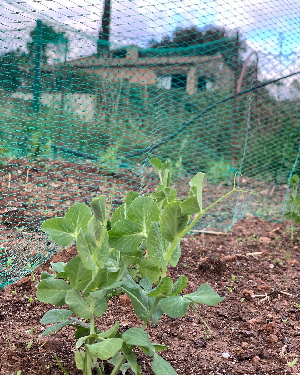 EspaiNaturaSbd's tweet photo. 🥦Quin goig que fa l’#hort de Can Deu. Cols, bròquils, porros i pèsols guarneixen aquest dies el tros. Veniu a descobrir-ho els diumenges. Amb el suport de #bbvacatalunya i la col·laboració de #quadpackgroup https://t.co/Uy2GGvyO6d