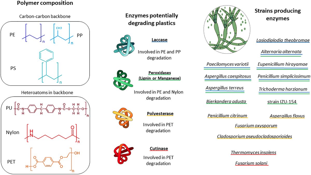 The Potential Role of Marine Fungi in Plastic Degradation. frontiersin.org/articles/10.33…
@NIOZnieuws @Inserm @Univ_Paris @CRI @IBED_uVA
@UvA_Science @Uva_Amsterdam @UniUtrecht @CAGE_COE @_Westerdijk_ #fungi #marineplastic #debris #plasticpollution  #degradation #biodegradation