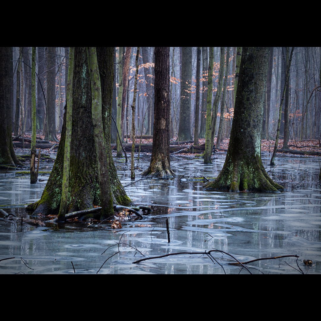 btrentel's tweet photo. @BraydenCreation Thaw #woodland #photography #landscapephotography #ice #photographylovers #smallscene #winter #snow #woodlandphotography https://t.co/50T8X9zQ46