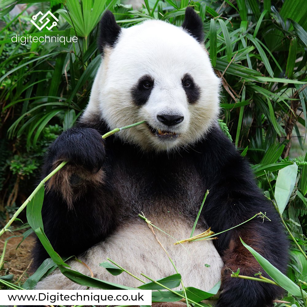 Digitechnique's tweet image. Giant panda bear eating bamboo.

#ilovepandas #nature #instagood #photography #pandaexpress #animal #cuteanimals #wildlife
