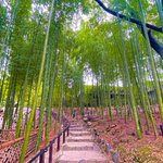いきなり若旦那♨️旅館×猫YouTuberのツイート画像