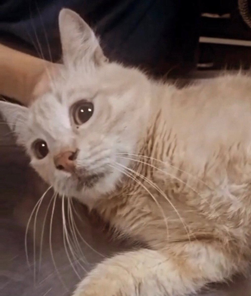 YARINA İLACI YOK Tarçının savaştığı ölümcül hastalıktan kurtulması için ilacını düzenli ve aralıksız alması gerekiyor, ara vermek tedavinin başına dönmek demek.. çektiği acılara son vermeme yardım edin.. ona destek olun..