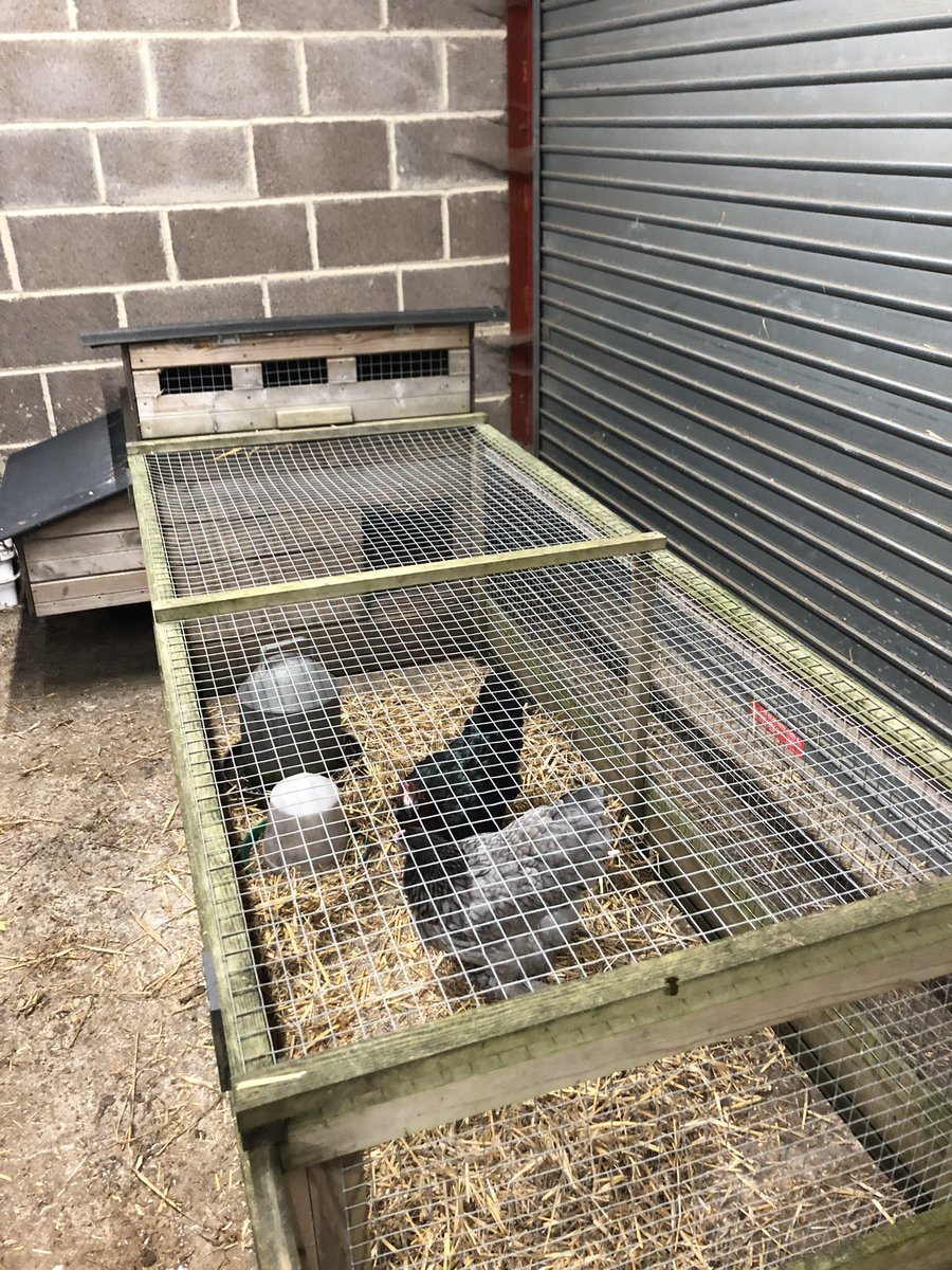 Hens have made the move inside for the winter 🐓🐓
