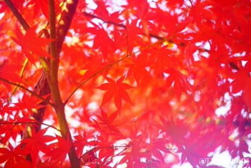 本土寺の紅葉22年見頃やライトアップは 混雑やアクセス 駐車場も解説 ココミミ情報局 花の見頃 イベント情報